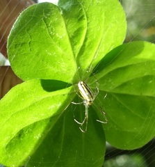 Leucauge blanda