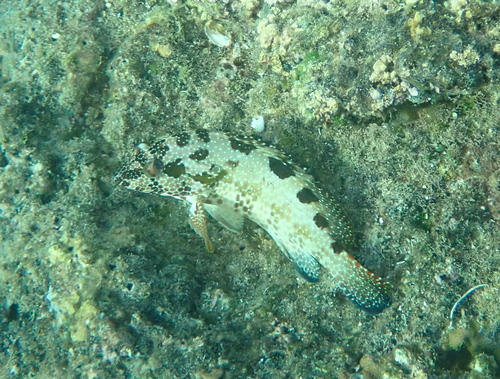 Wirenet Rockcod