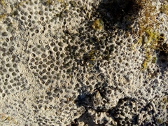 Botryllus