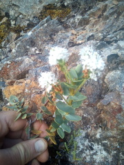Veronica amplexicaulis