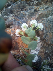 Veronica amplexicaulis