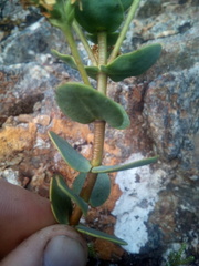 Veronica amplexicaulis
