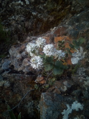 Veronica amplexicaulis