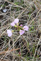 Cardamine polemonioides