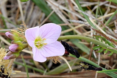 Cardamine polemonioides