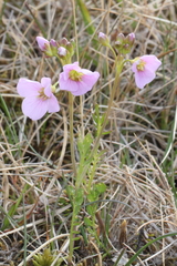Cardamine polemonioides