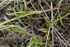 Cardamine polemonioides