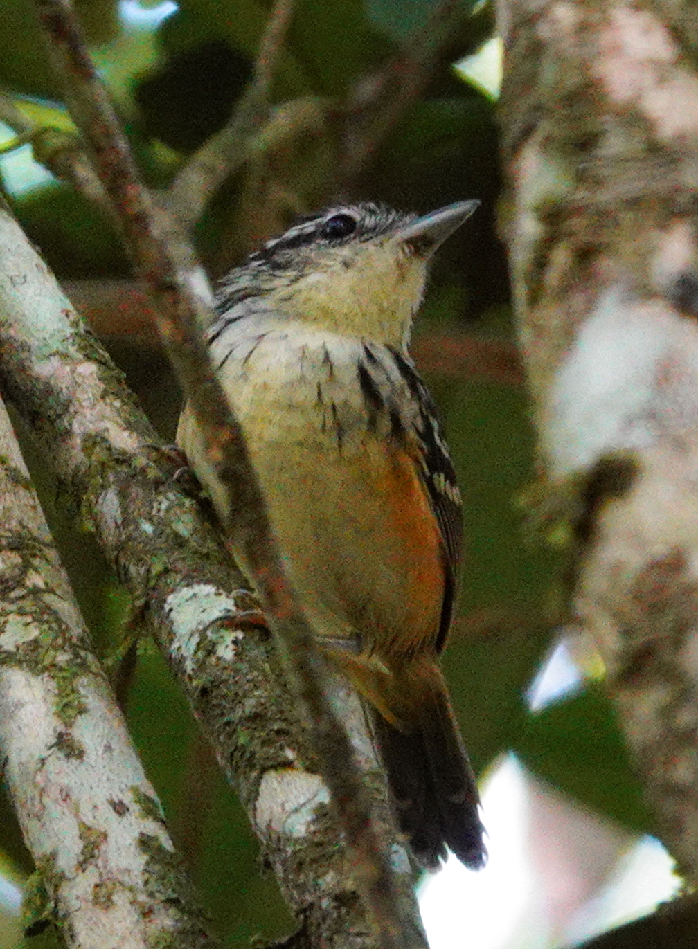 Imeri Warbling Antbird (Hypocnemis flavescens), photo 1