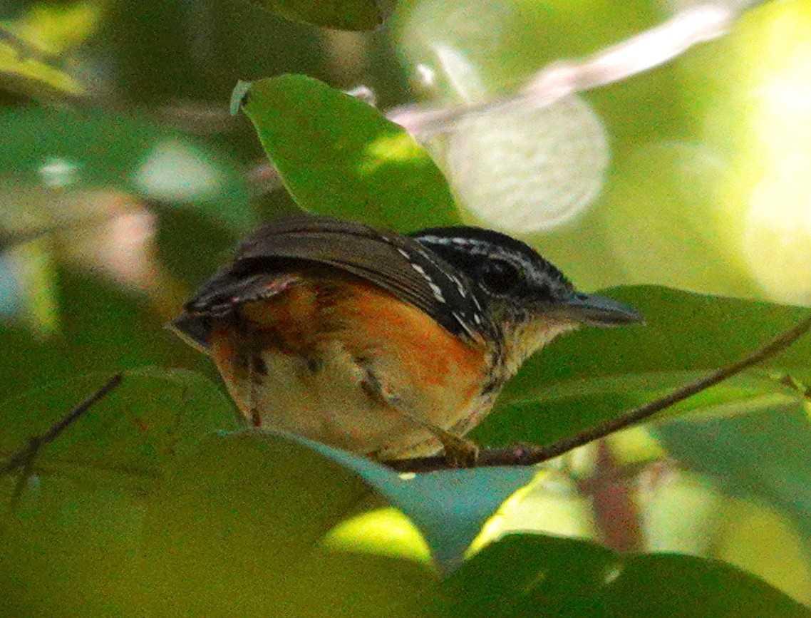 Imeri Warbling Antbird (Hypocnemis flavescens), photo 2