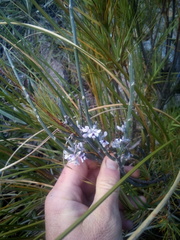 Carmichaelia crassicaulis