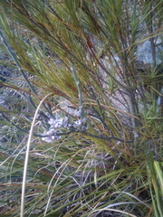 Carmichaelia crassicaulis