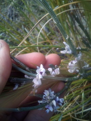 Carmichaelia crassicaulis