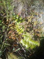 Gingidia montana
