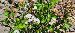 Ageratina adenophora, recorded flowering