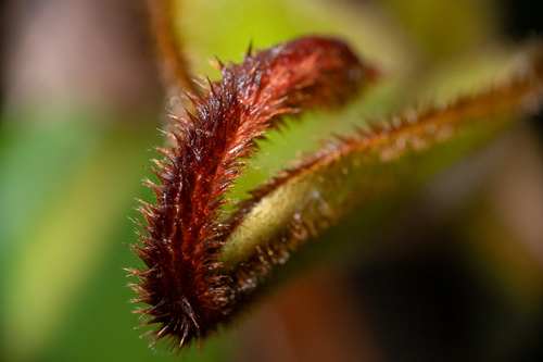 Nepenthes villosa