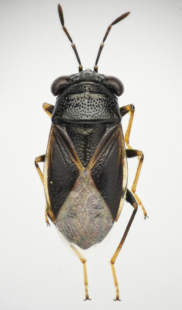 Geocoris atricolor