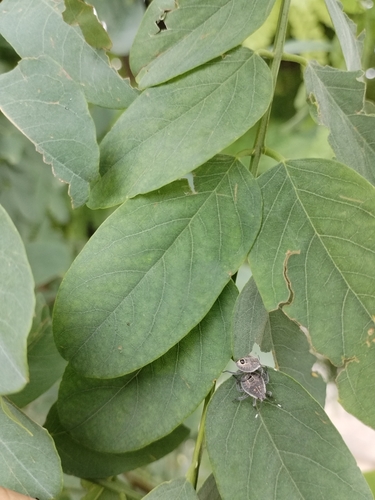 Yellow-spotted Stink Bug