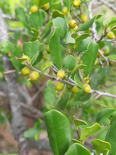 Diospyros egbert-walkeri iNat (2)