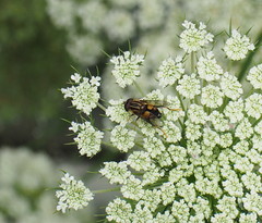 Helophilus antipodus