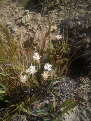 Pimelea traversii