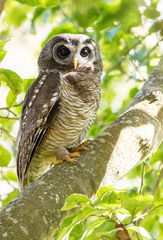 African Wood Owl photo 3