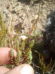 Pimelea traversii