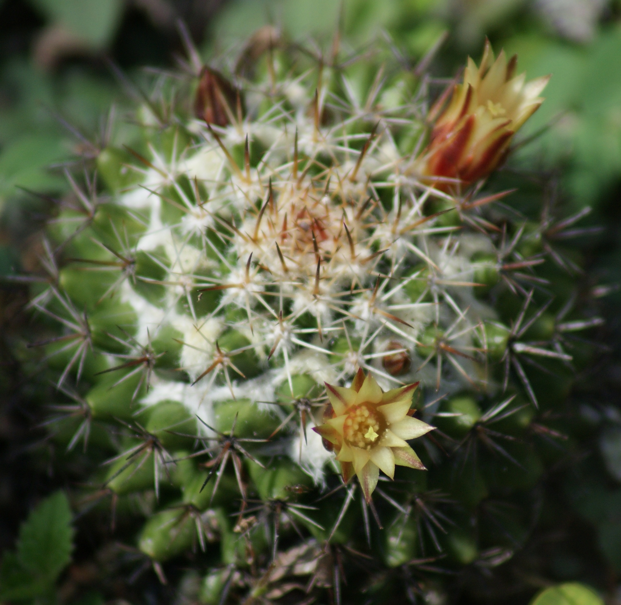 Mammillaria eichlamii