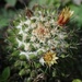 Mammillaria voburnensis - Photo (c) Nestor Herrera,  זכויות יוצרים חלקיות (CC BY-NC), הועלה על ידי Nestor Herrera