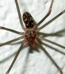 Loxosceles simillima