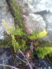 Asplenium richardii
