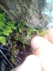 Asplenium richardii