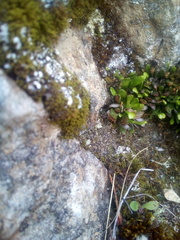 Notogrammitis crassior