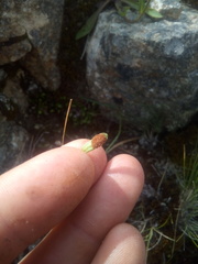 Notogrammitis crassior