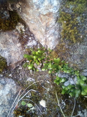 Notogrammitis crassior