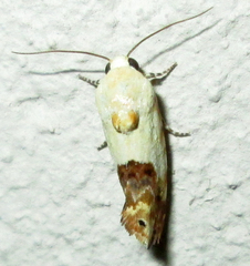 Acontia