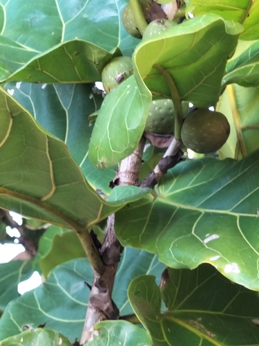 Petit Ficus 2