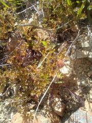 Acaena glabra
