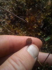 Acaena glabra
