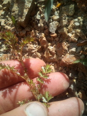 Acaena glabra