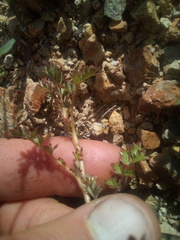 Acaena glabra