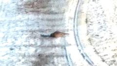 Emberiza godlewskii