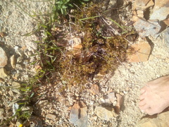 Acaena glabra