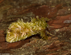 Callopistria ludovici