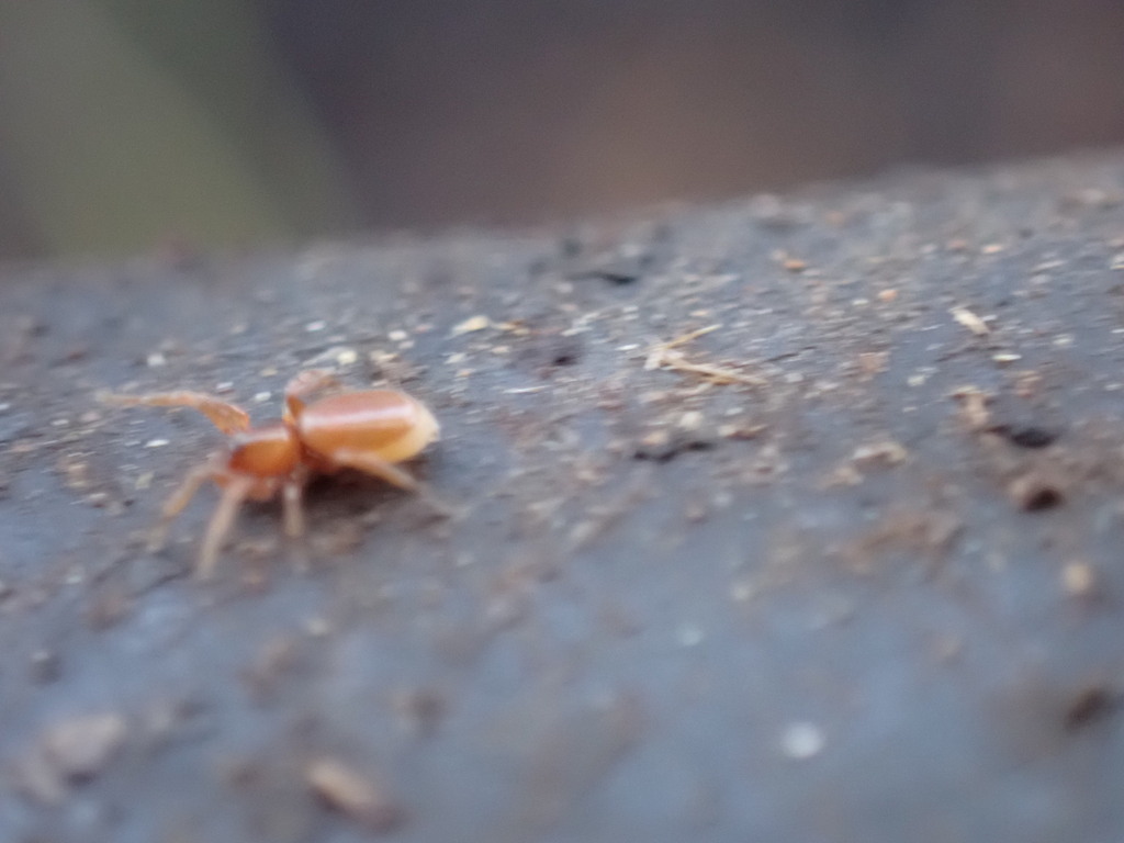 Goblin Spiders In July 2023 By Liam Sanders INaturalist   Large 