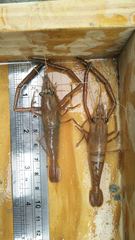 Macrobrachium asperulum