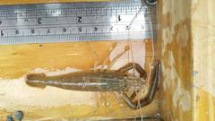 Macrobrachium japonicum