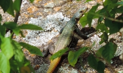 Platysaurus intermedius