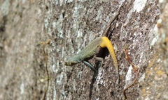 Platysaurus intermedius