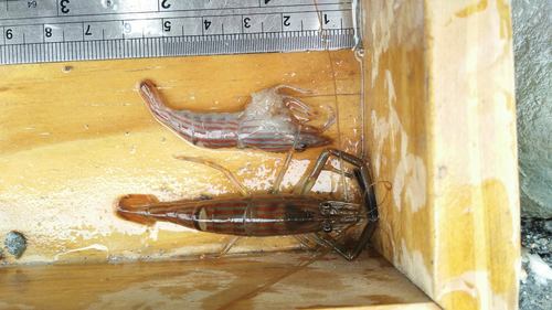 Macrobrachium gracilirostre