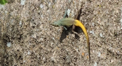 Platysaurus intermedius